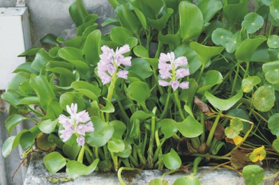 Eichhornia speciosa (Exotic acquatic plants)