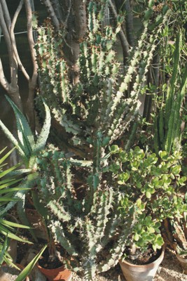 Euphorbia coerulescens (Succulent plants)