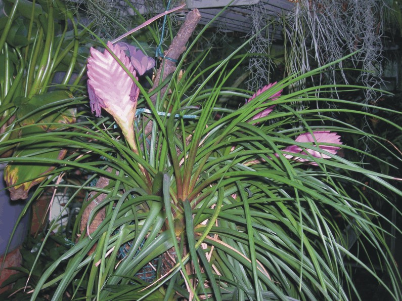 Tillandsia cyanea (Epiphytic Bromeliads)