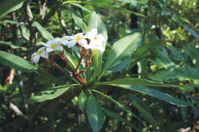 Plumeria rubra f. lutea (American tropical plants)