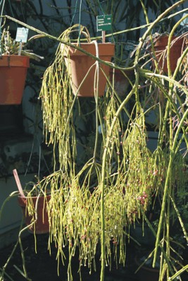 Rhipsalis capilliformis (Epiphytic succulent plants)