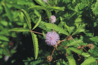 Mimosa pudica (Sensitive plants)