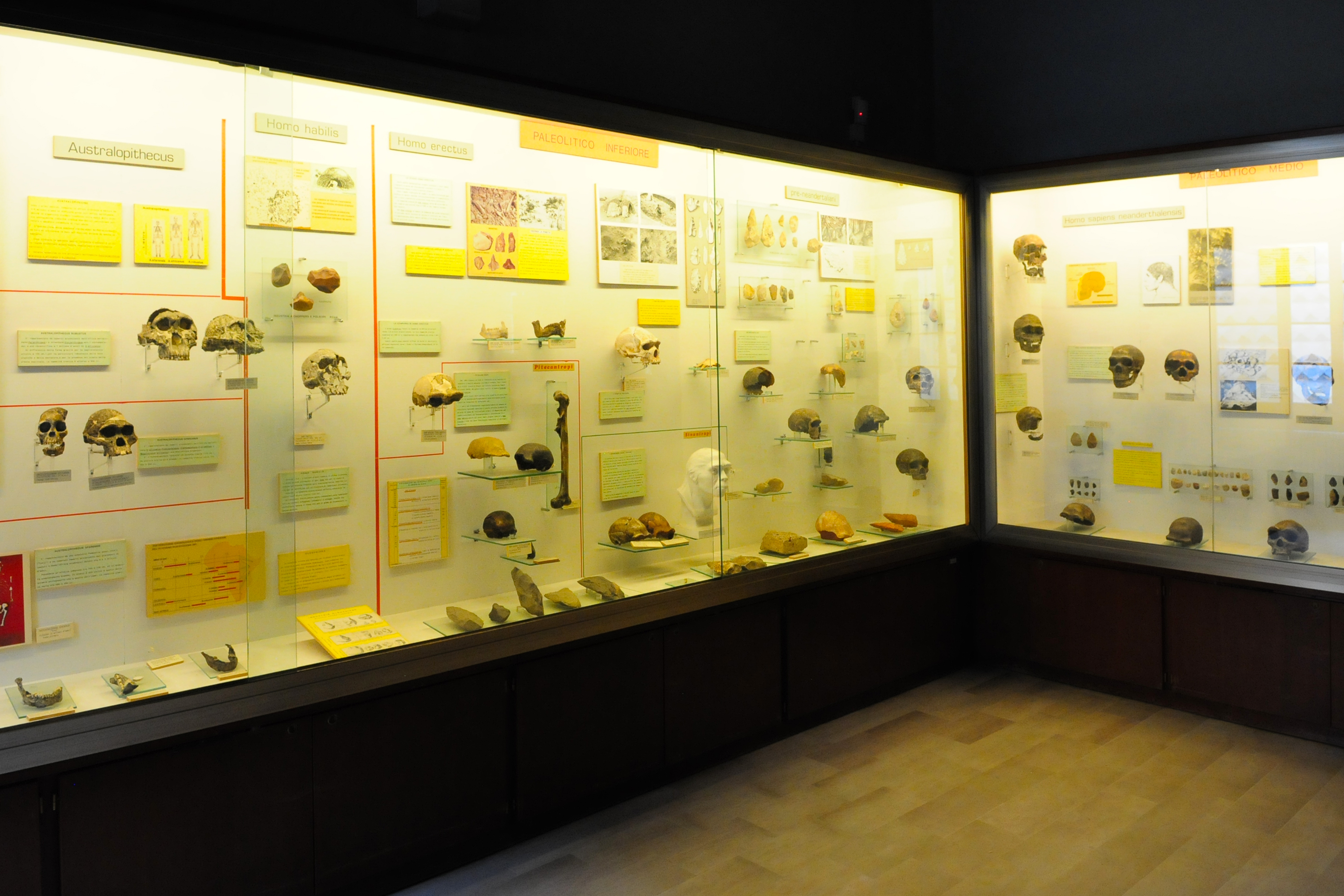 Museo di paleontologia e preistoria "Piero Leonardi"