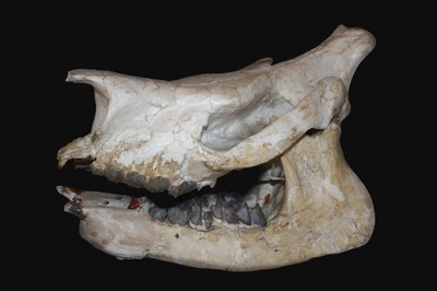 Rinocerontidi cranio