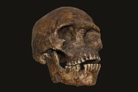 Cranio di forma arcaica di Homo sapiens (Skhul, Israele)