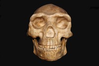 Cranio di Homo erectus (Zhoukoudian, Cina)