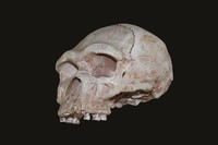 Cranio di Homo heidelbergensis (Tautavel, Francia)
