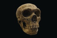 Cranio di Homo neanderthalensis (La-Chapelle-aux-Saints, Francia)