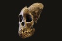 Modello di cranio di Australopithecus africanus (Taung, Sudafrica)