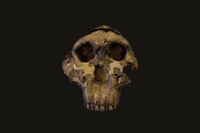 Modello di cranio di Paranthropus (Australopithecus) boisei (Olduvai, Tanzania)