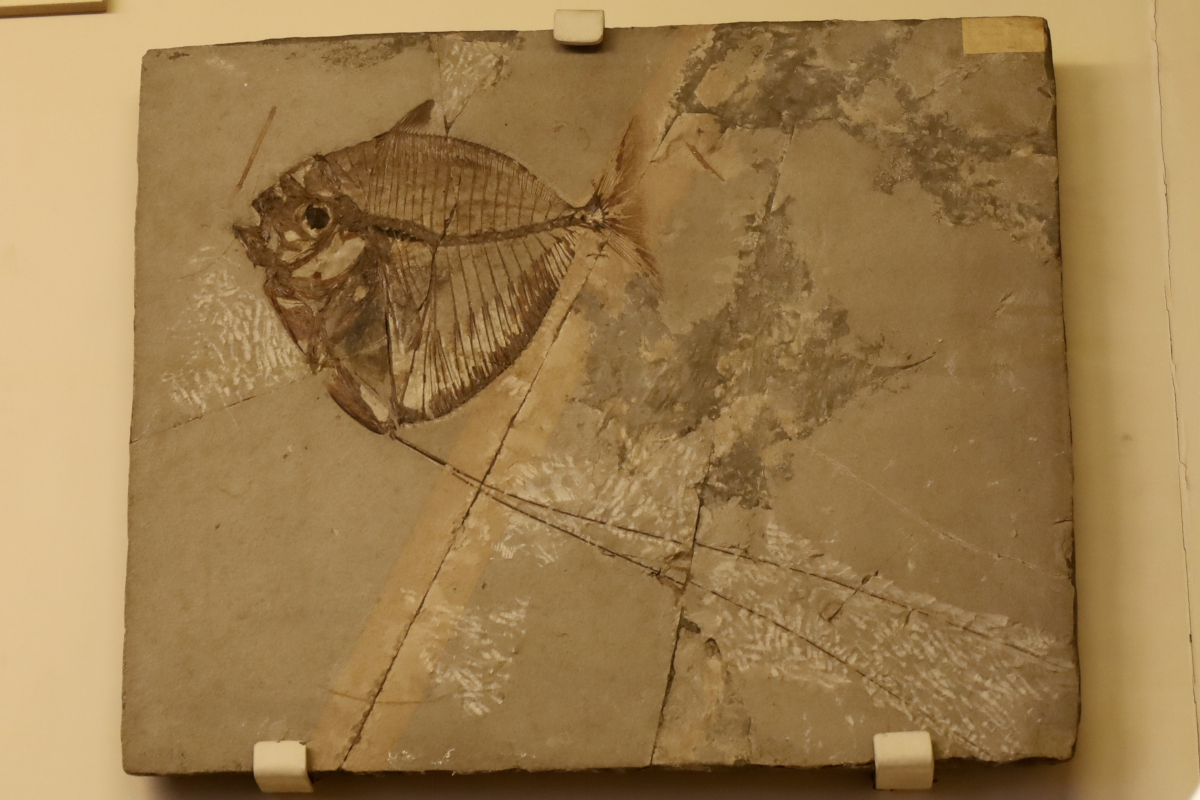 fossile pesce.jpg