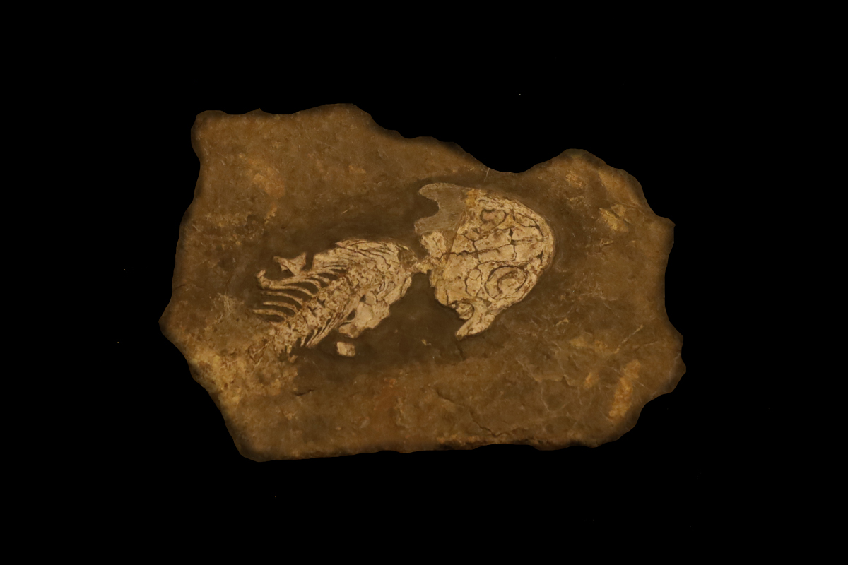 fossile.jpg