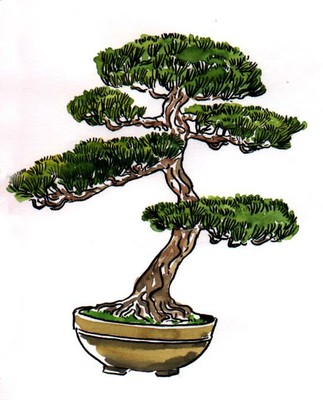 disegno bonsai