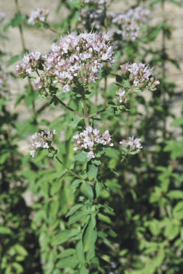 Origanum vulgare (Piante aromatiche)