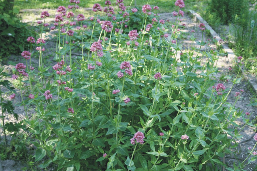 Centranthus ruber (Piante medicinali)