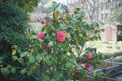 Camellia japonica (Giardino giapponese)