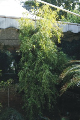 Podocarpus gracilior (Gimnosperme esotiche)