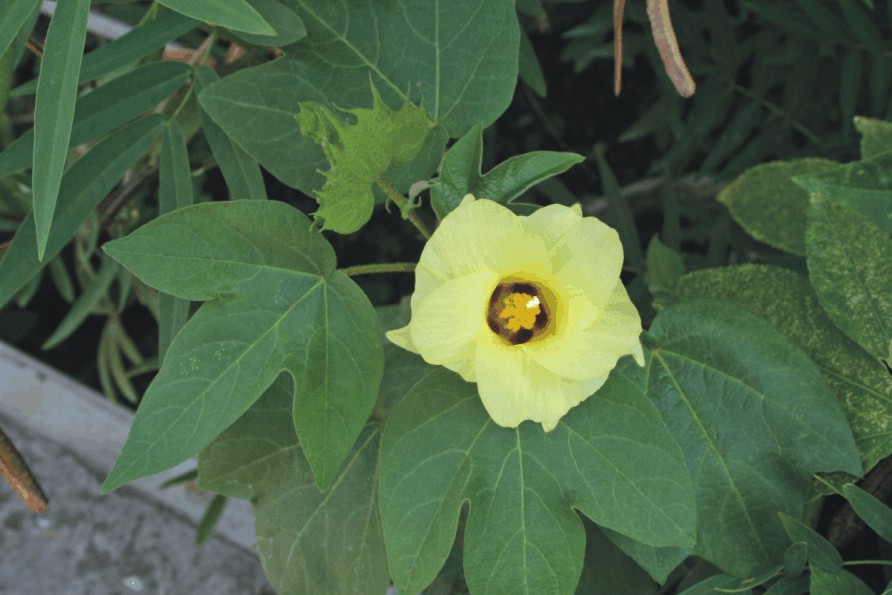 Gossypium arboreum (Piante officinali esotiche)