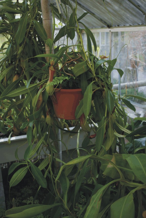 Nepenthes alata (Piante carnivore)