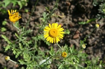 Anthemis tinctoria