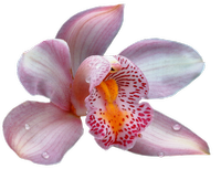 orchidea