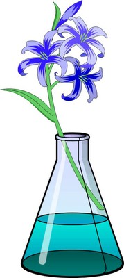 Fiore nella beuta