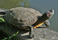 Trachemys